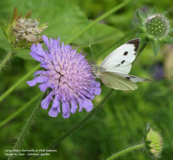 Field Scabious Seeds - Knautia arvensis - Native Wildflower