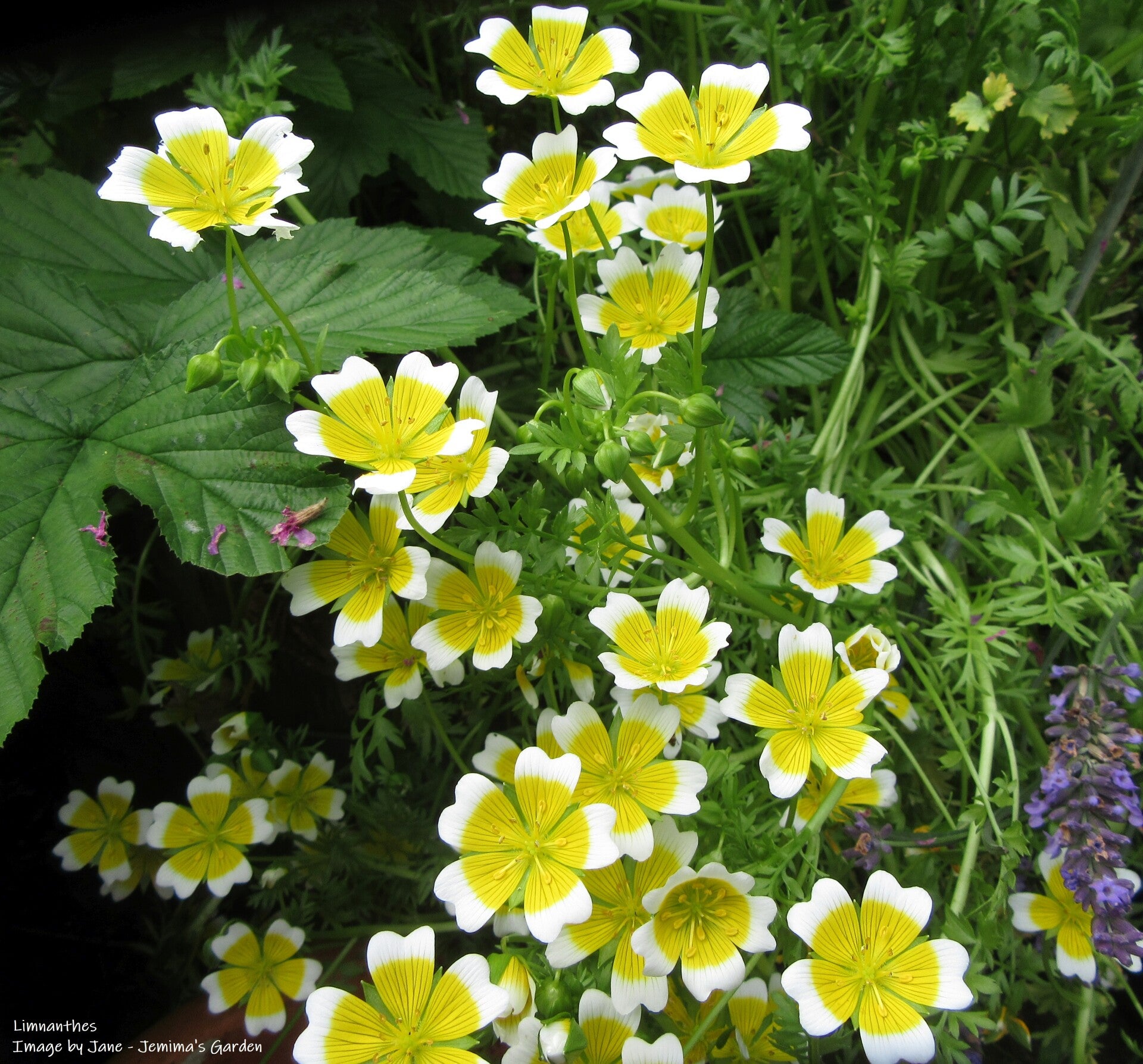 Limnanthes - Poached Egg Plant Seeds - Limnanthes douglasii - Cottage Garden Flower