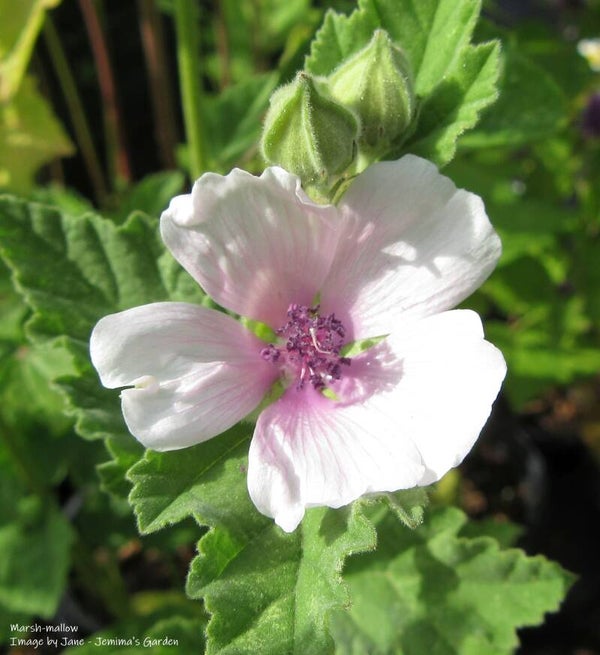 Marsh-mallow seeds - Althaea officinalis - Native Wildflower