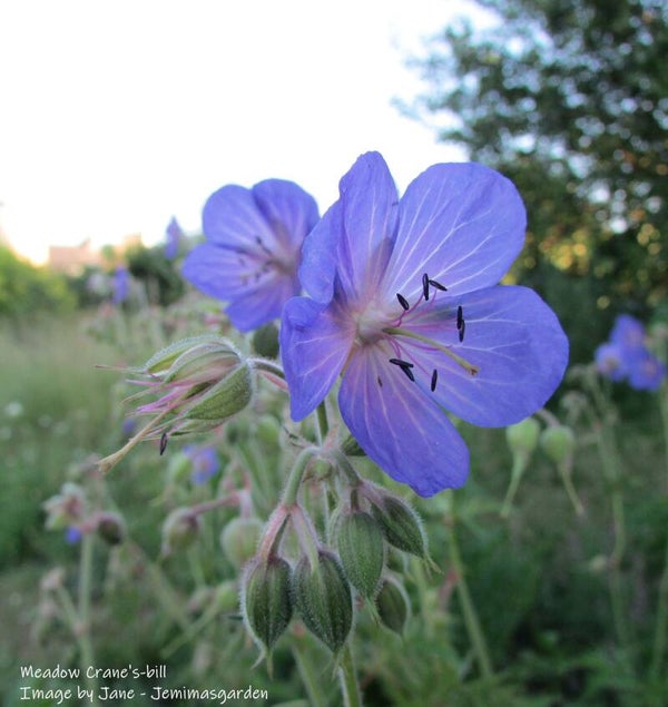 Meadow Crane's-bill - Geranium pratense - Native Wildflower
