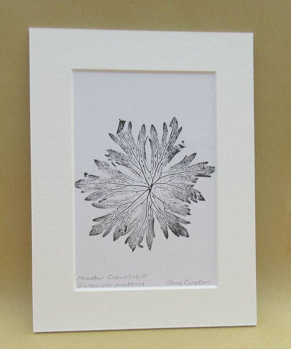 Botanical Monoprint of a Meadow Crane's-bill leaf