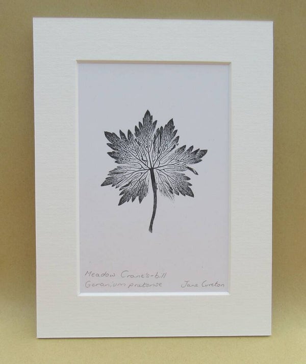 Botanical Monoprint of a Meadow Crane's-bill leaf