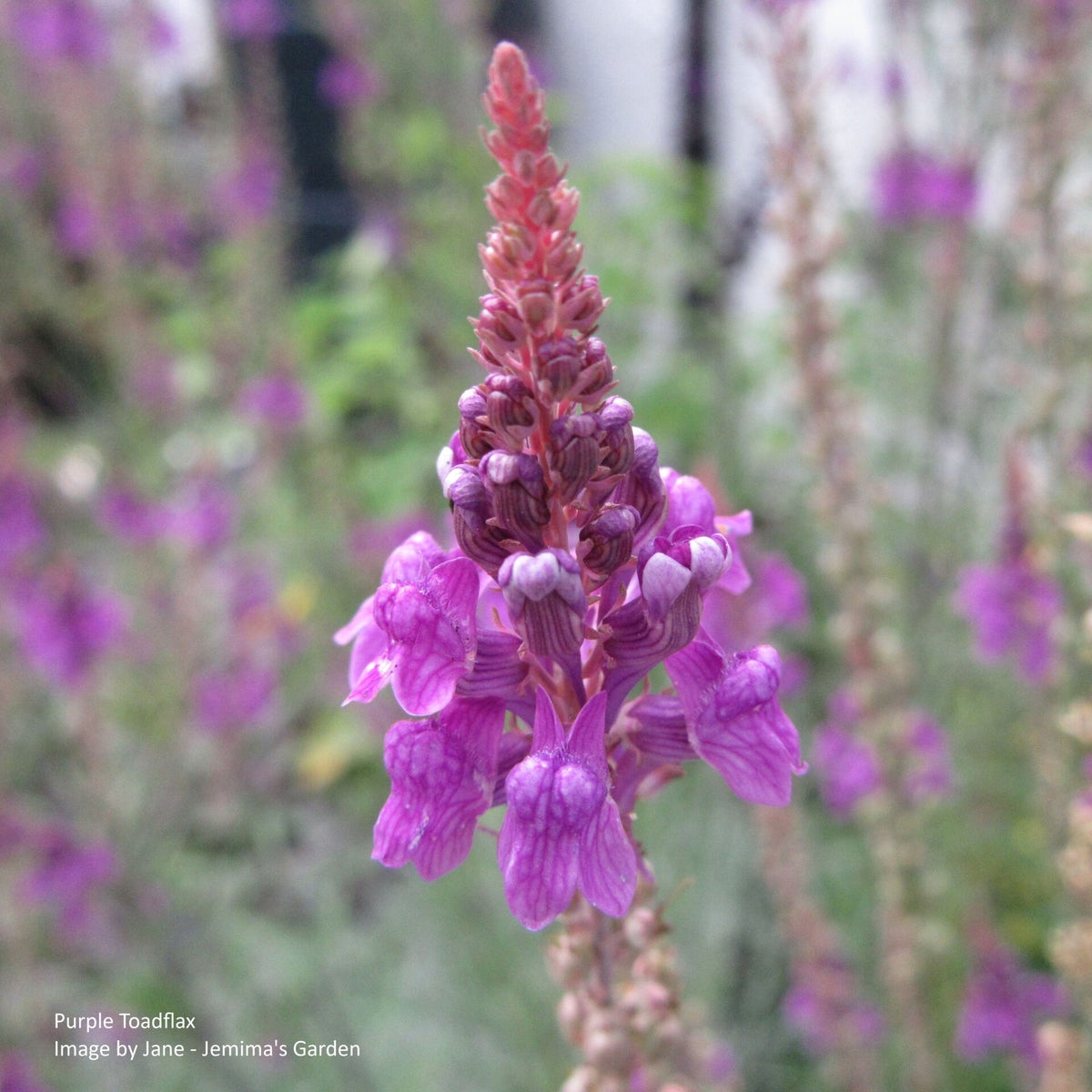 Purple Toadflax - Linaria purpurea - Cottage Garden flower