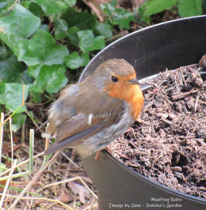Moulting Robin without tail feathers.