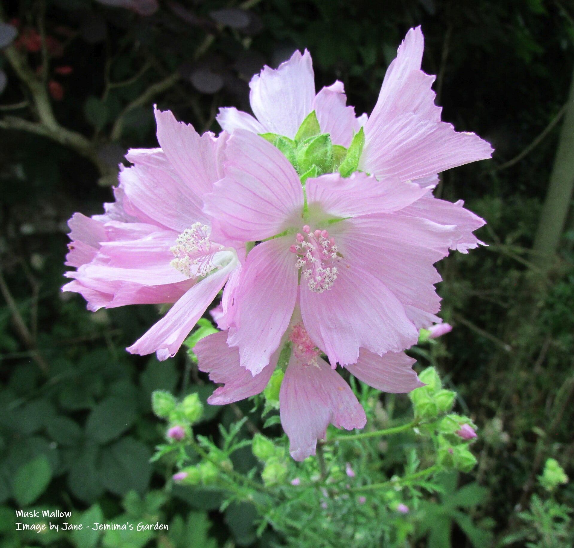 Musk Mallow Seeds - Malva moschata - Native Wildflower