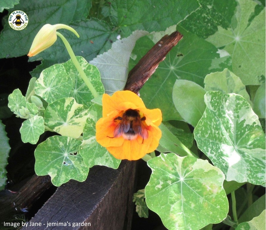 Nasturtium - Alaska Mixed Seeds - Tropaeolum majus - Cottage Garden Flower