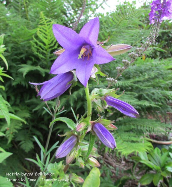 Nettle-leaved Bellflower - Campanula trachelium - Native Wildflower