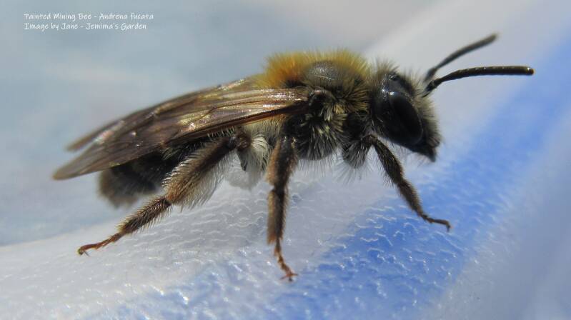 A very furry Bee with long antennae .