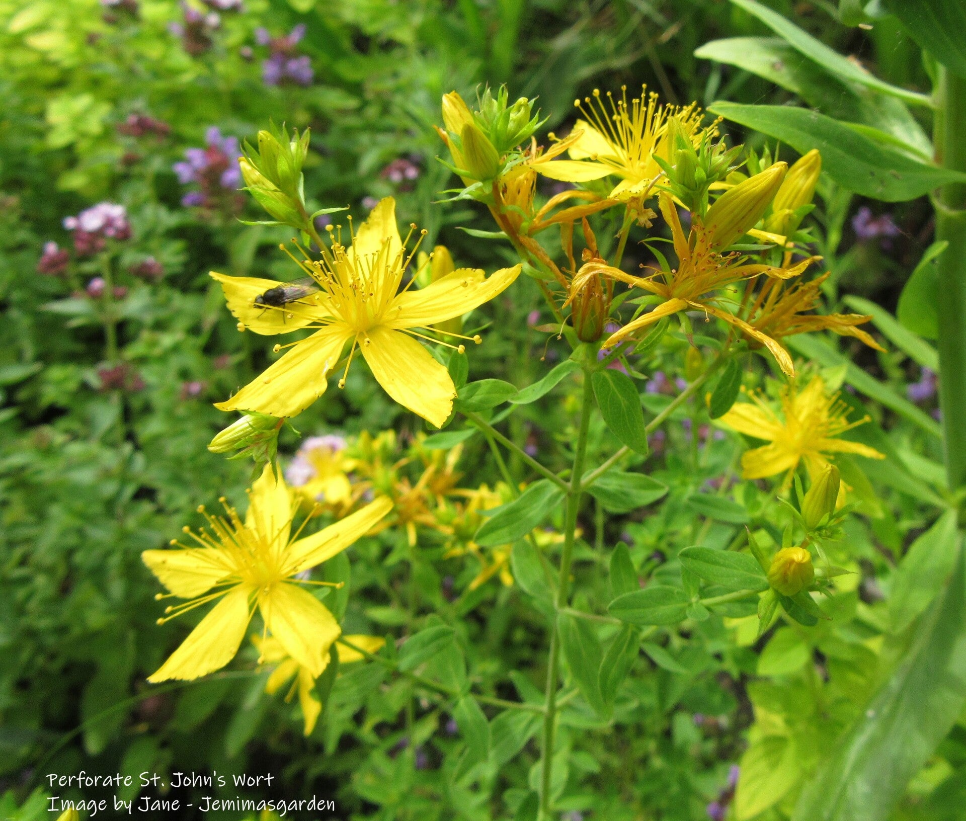 Perforate St John's Wort Seeds - Hypericum perforatum - Native Wildflower