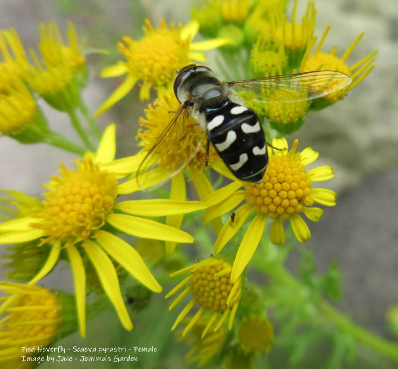 A black and white Hoverfly feeding on yellow Common Ragwort flowers.