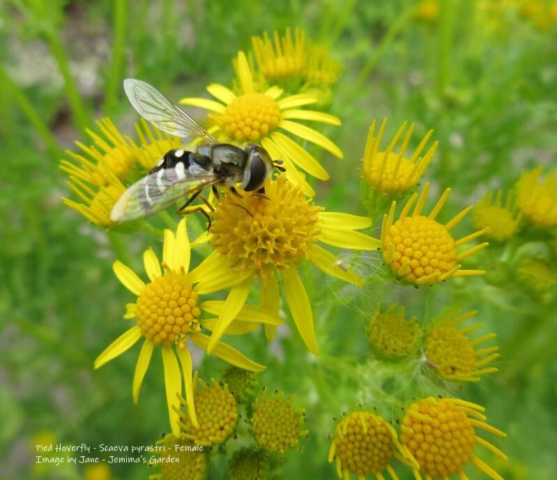 A black and white Hoverfly feeding on yellow Common Ragwort flowers.