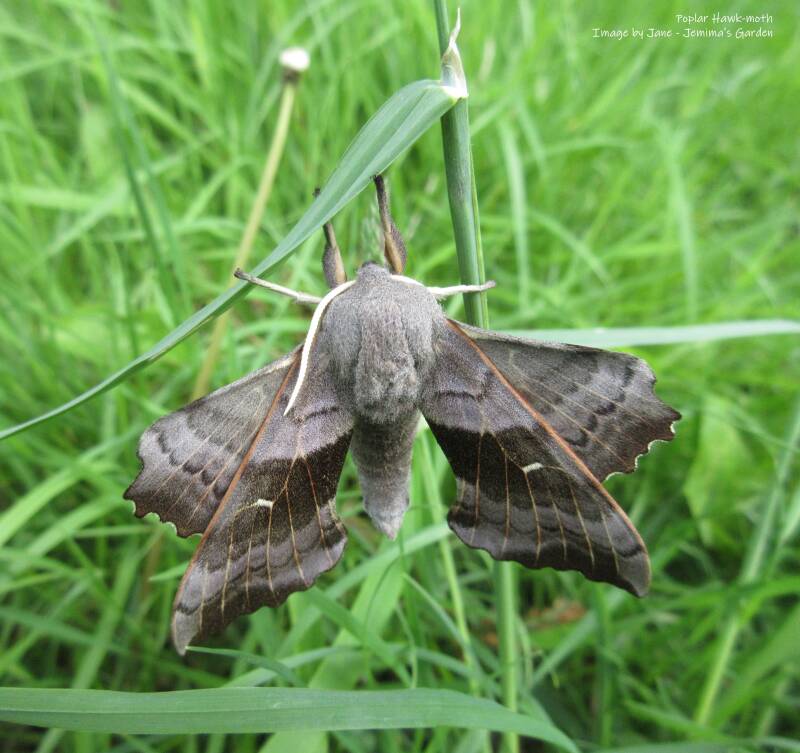 A large Poplar Hawk-moth with wings in shades of brown and grey-brown and very long white antennae, resting among long grass.