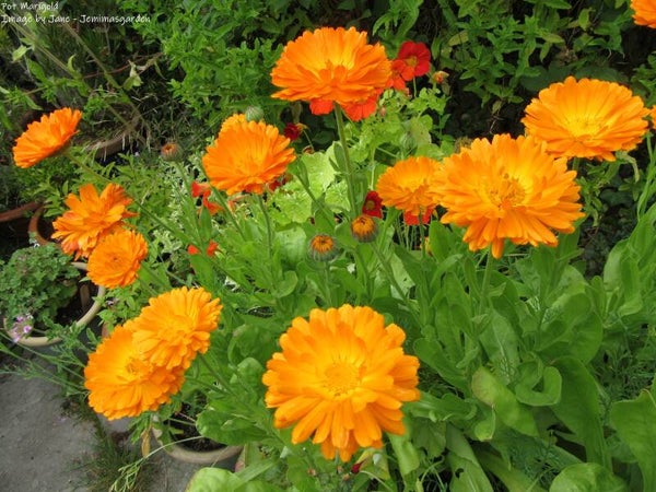 Pot Marigold - Calendula officinalis - Cottage Garden Flower/Herb
