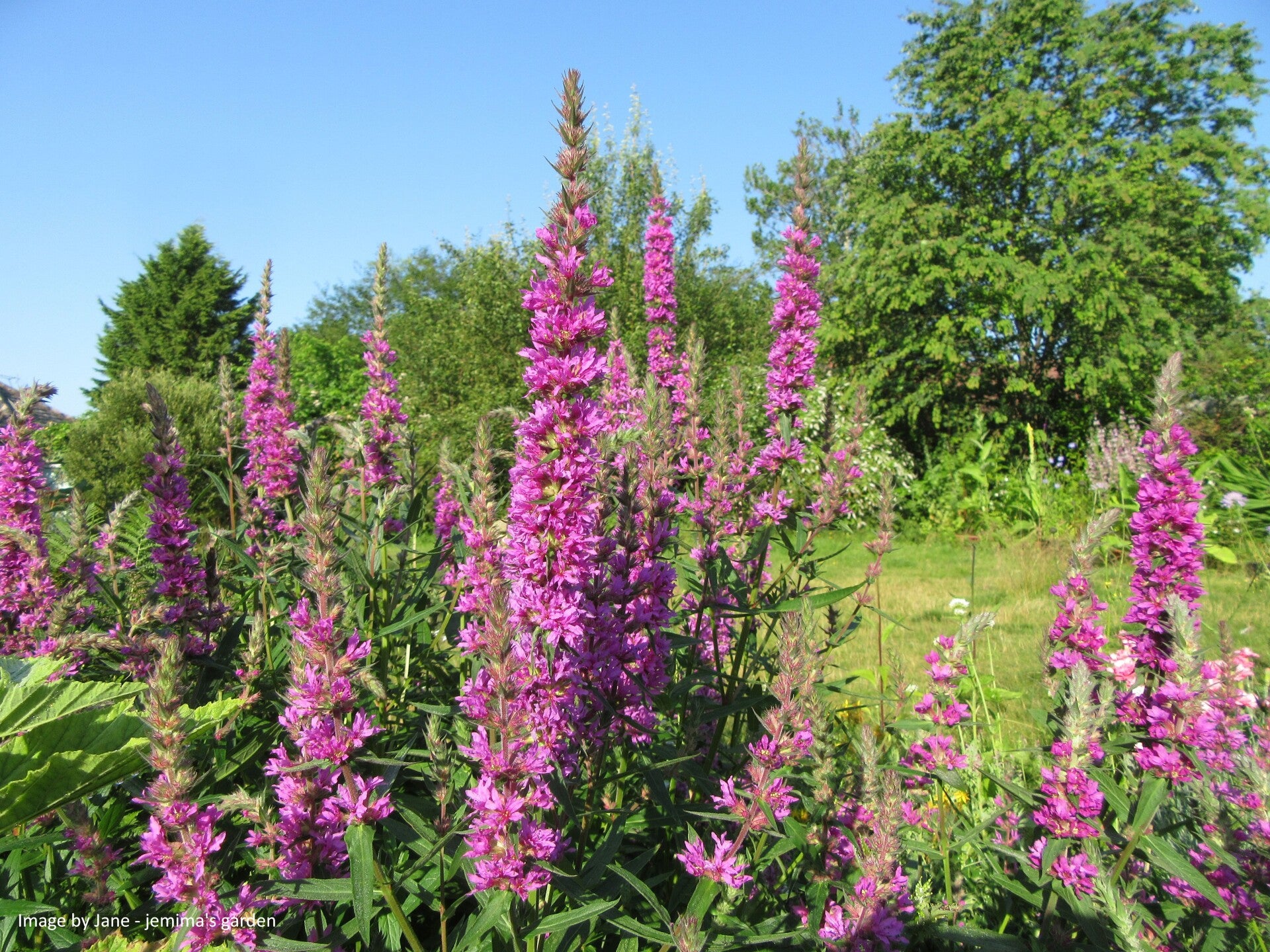 2000 Winged Loosestrife Seeds - Native Perennial Wildflower, Perfect For Full Sun Gardens