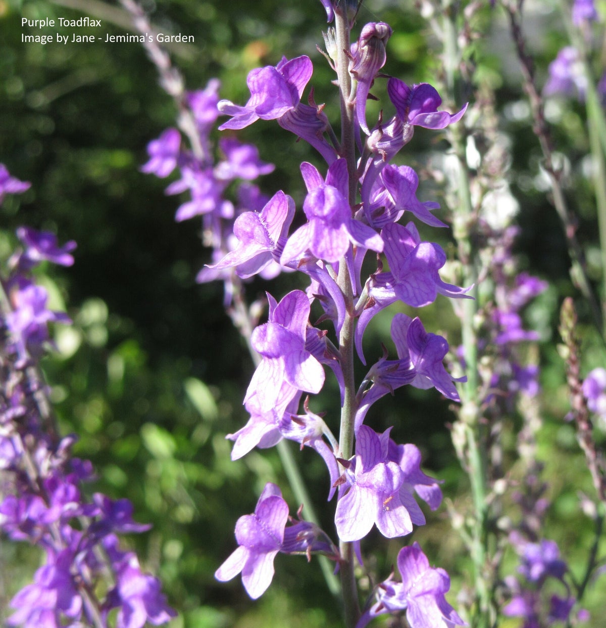 Purple Toadflax - Linaria purpurea - Cottage Garden flower