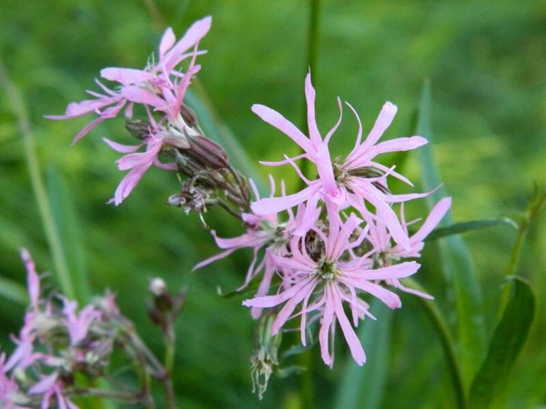 Ragged Robin Seeds - Lychnis flos-cuculi - Native Wildflower