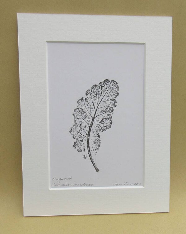 Botanical Monoprint of a Ragwort leaf