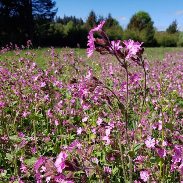 Red Campion Seeds - Silene dioica - Native Wildflower