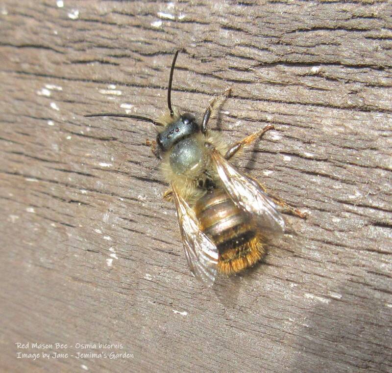 A Red Mason Bee, a small bee with quite large antennae, on the side of a wooden shed.