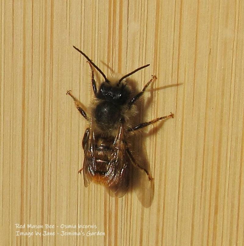 A Red Mason Bee, a small bee with quite large antennae, on the side of a bamboo box