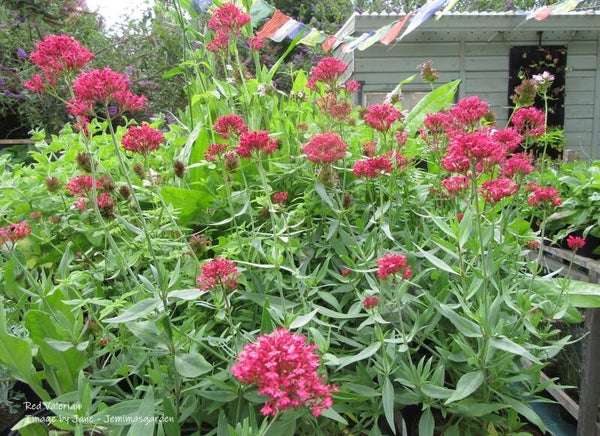 Red Valerian seeds - Centranthus ruber - Cottage Garden Flower - both Red and white forms available