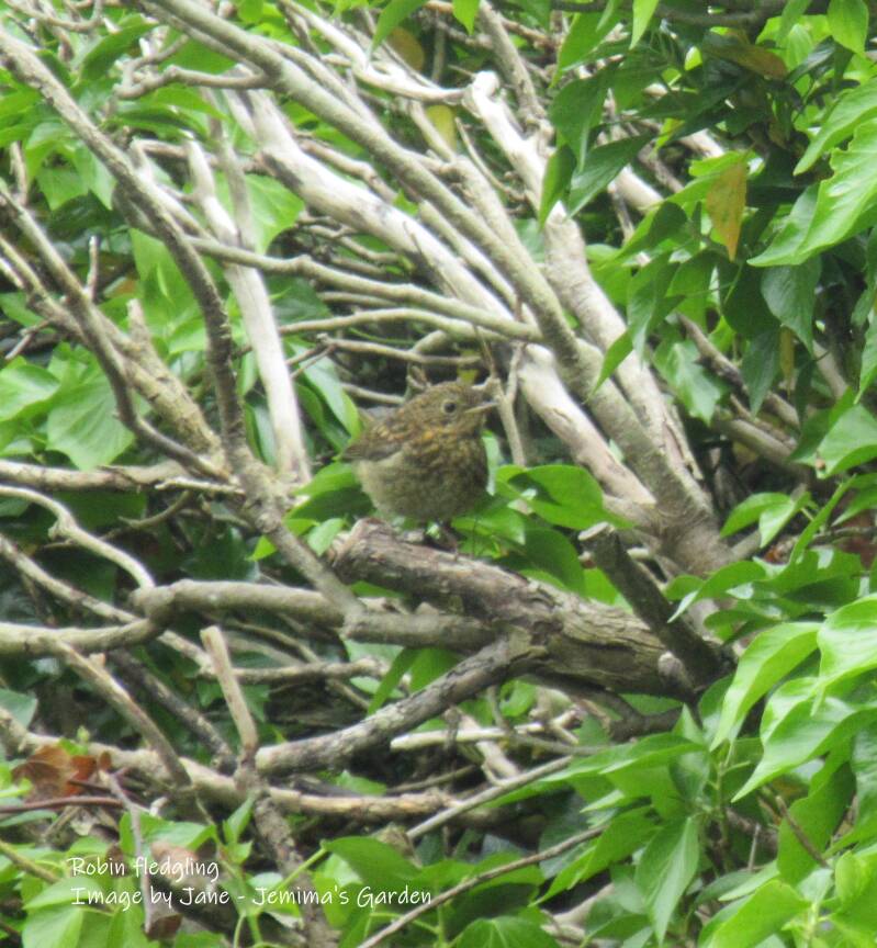 Newly fledged Robin chick.