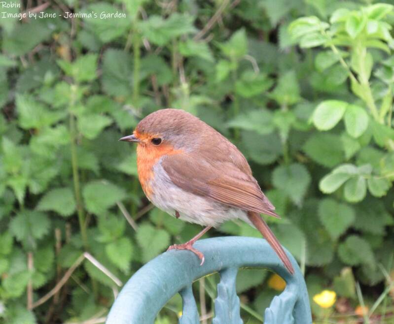 Robin waiting politely on the back of a garden chair.