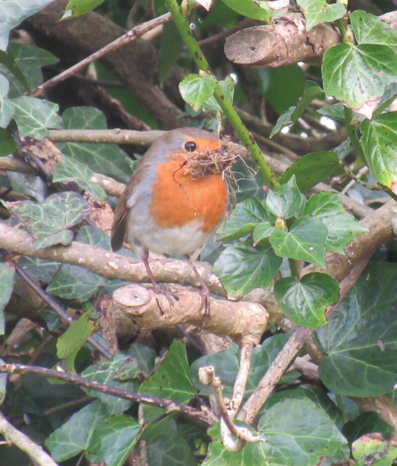 Robin with a beakful of nesting material.