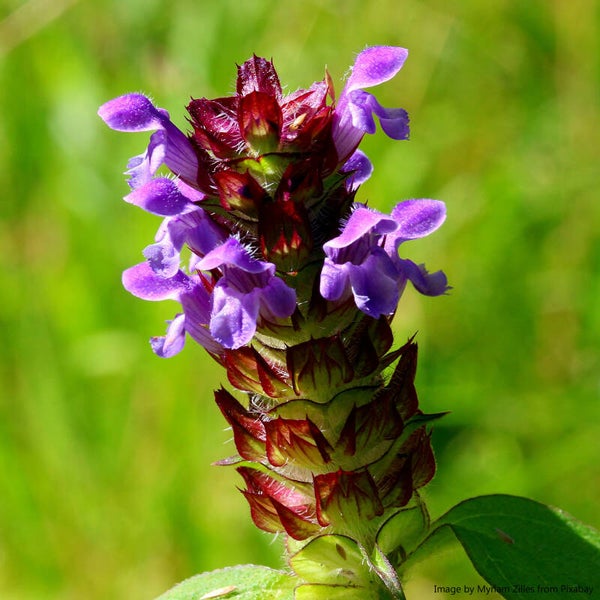 Selfheal seeds - Prunella vulgaris - Native Wildflower