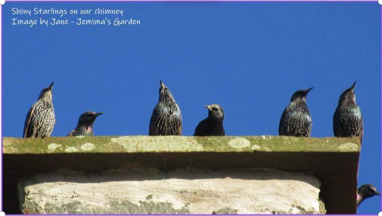 A row of Starlings on top of a chimney stack.