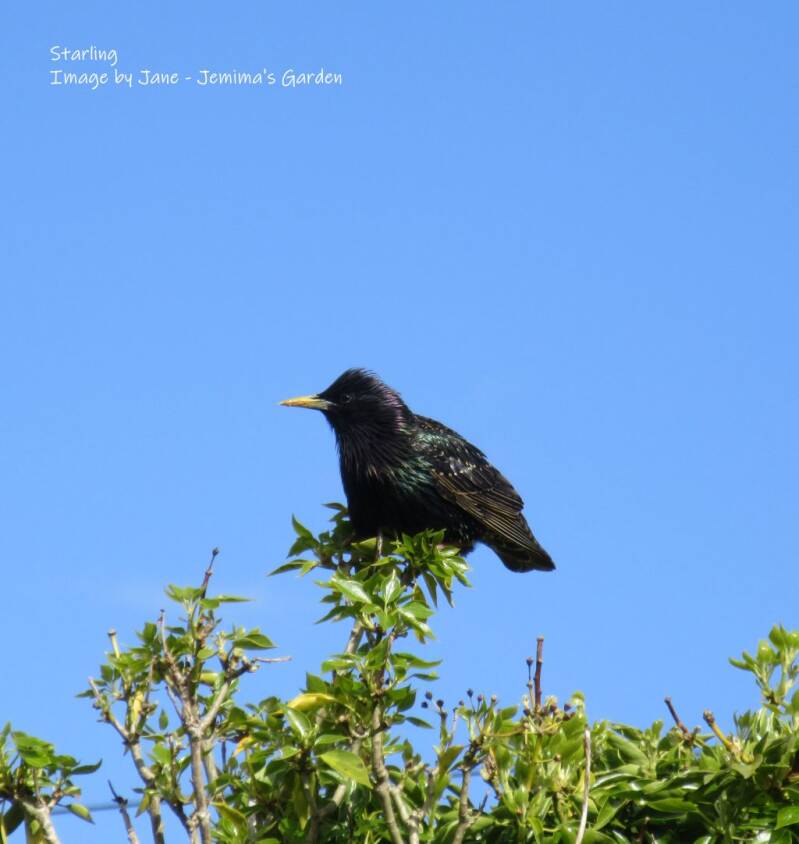A starling perched on top of a hedge of mature Ivy.