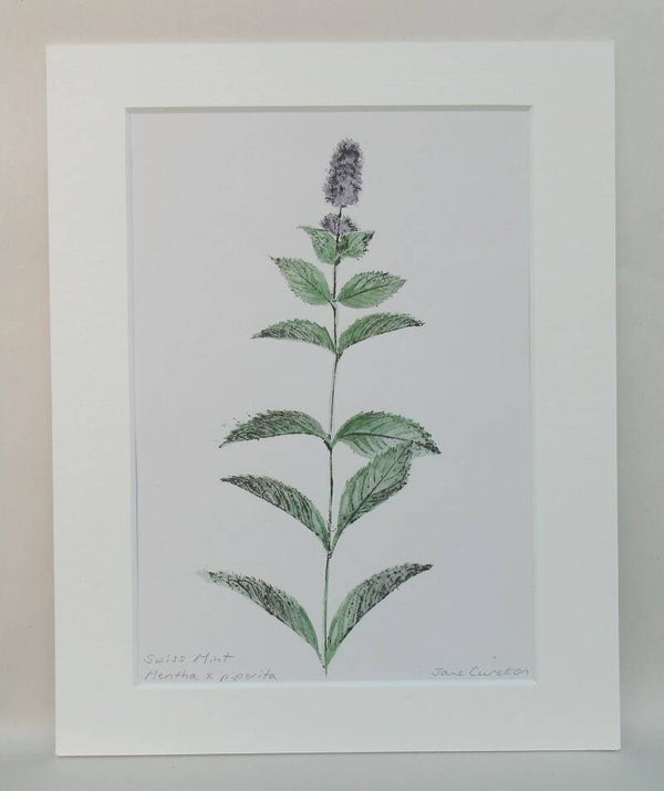 Hand-coloured Botanical Monoprint of Swiss Mint