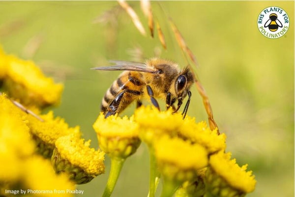 Tansy seeds - Tanacetum vulgare - Native Wildflower