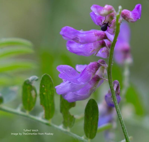 Tufted Vetch seeds - Vicia cracca  - Native Wildflower