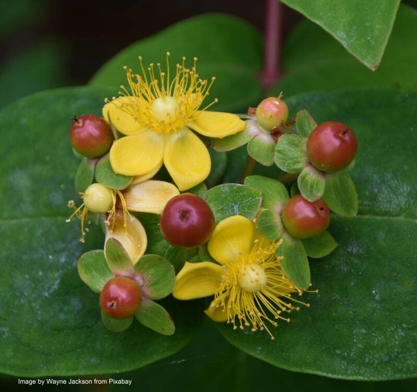 Tutsan - Hypericum androsaemum - Native Wildflower
