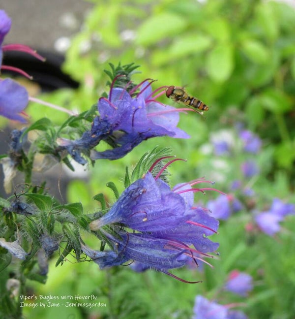 Viper's Bugloss Seeds - Echium vulgare - Native Wildflower