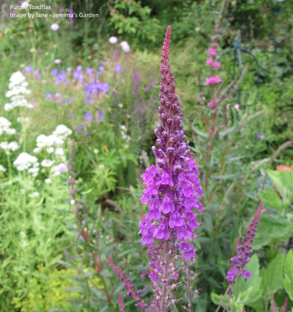 Purple Toadflax - Linaria purpurea - Cottage Garden flower
