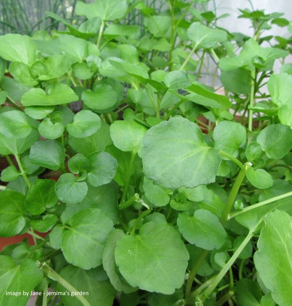 Watercress seeds - Nasturtium officinale - Native Wildflower / Vegetable
