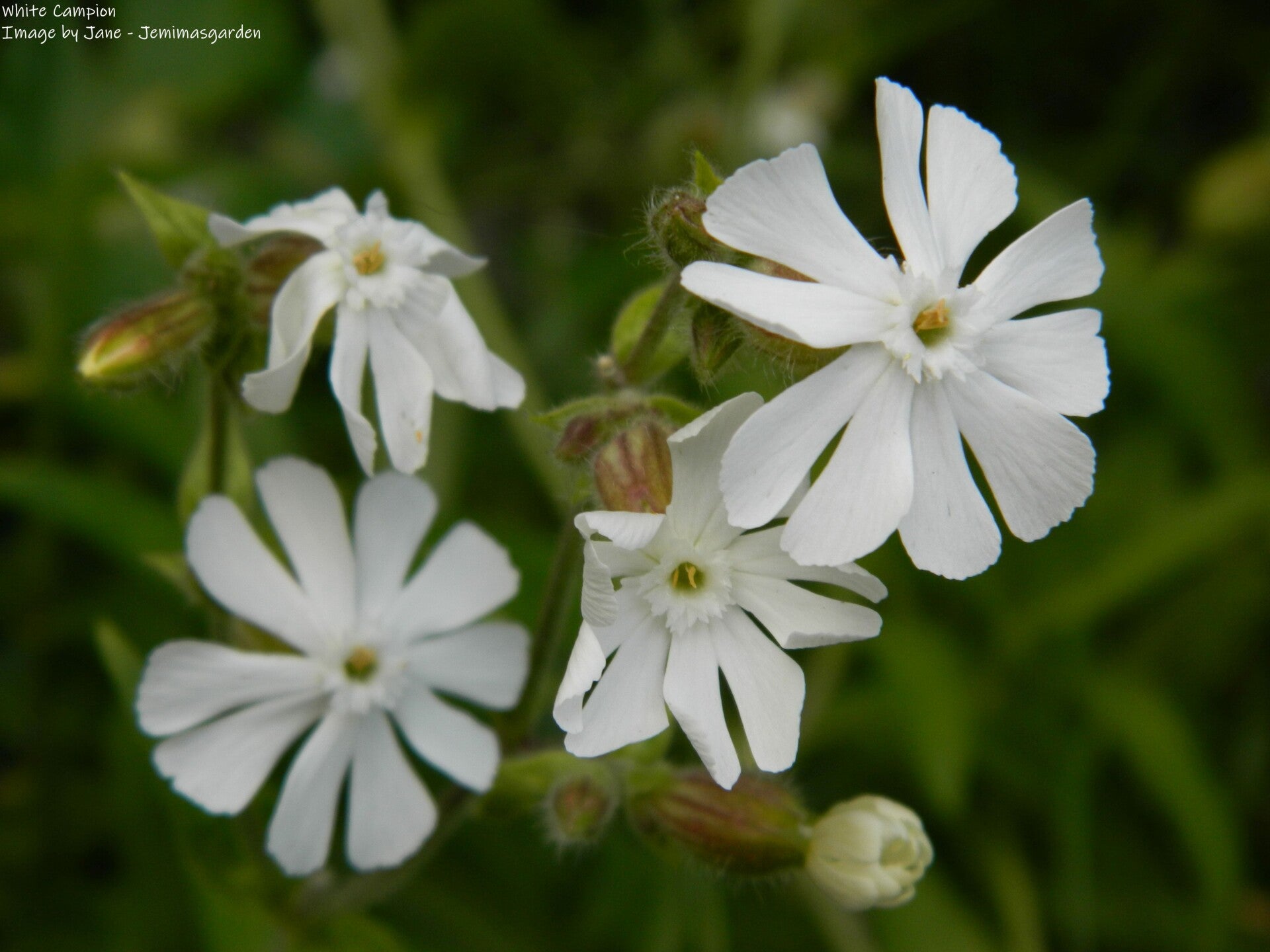 White Campion Seeds – Silene Alba - Naturalised Wildflower