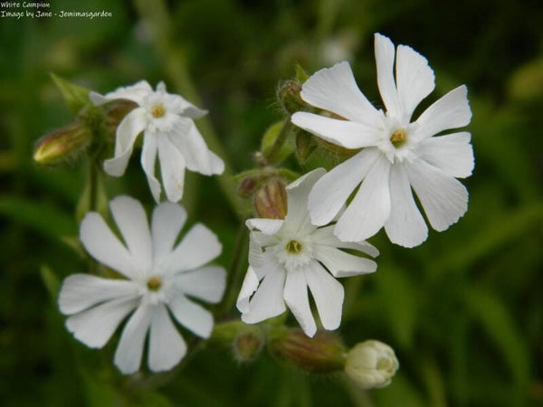 White Campion Seeds – Silene Alba - Naturalised Wildflower
