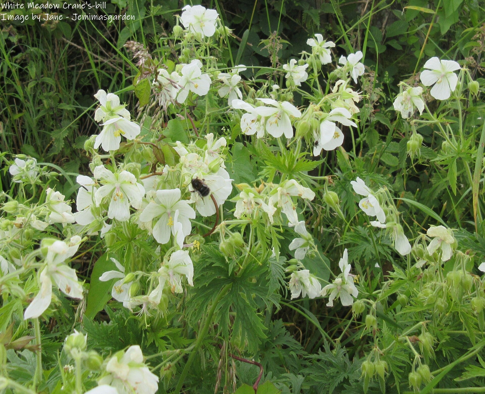 Meadow Crane's-bill White - Geranium pratense albiflorum - Native Wildflower