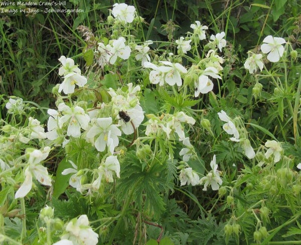 Meadow Crane's-bill White - Geranium pratense albiflorum - Native Wildflower