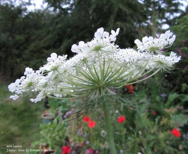 Wild Carrot Seeds - Daucus carota - Native Wildflower