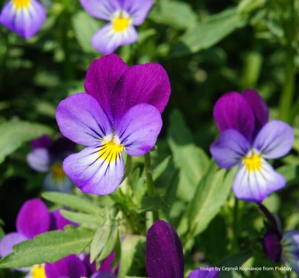 Wild Pansy - Viola tricolor - Native Wildflower