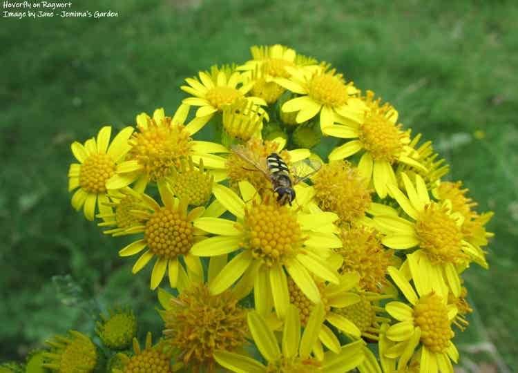 Common Ragwort seeds -  Senecio jacobaea - Native Wildflower