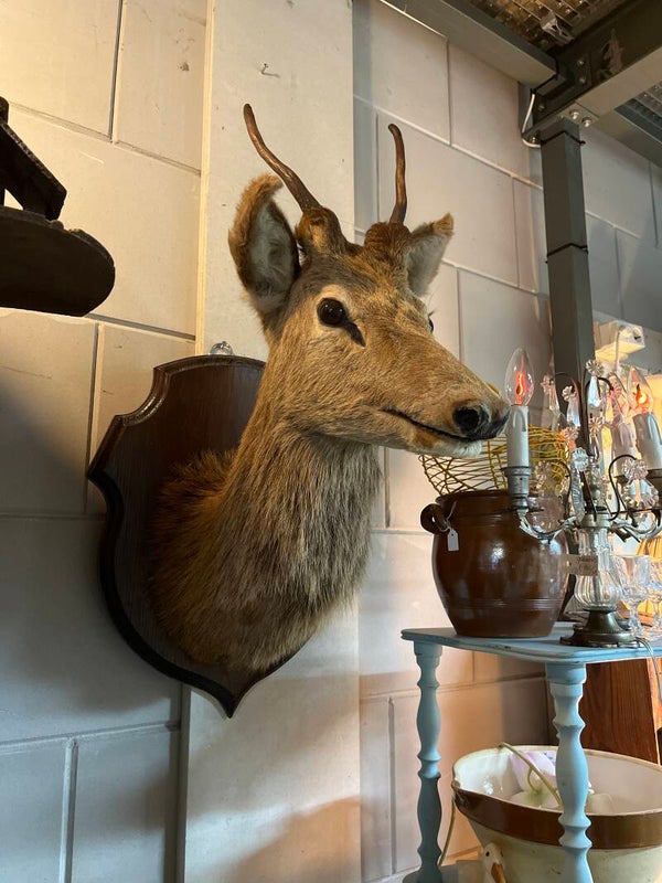 Hele grote hertenkop taxidermie