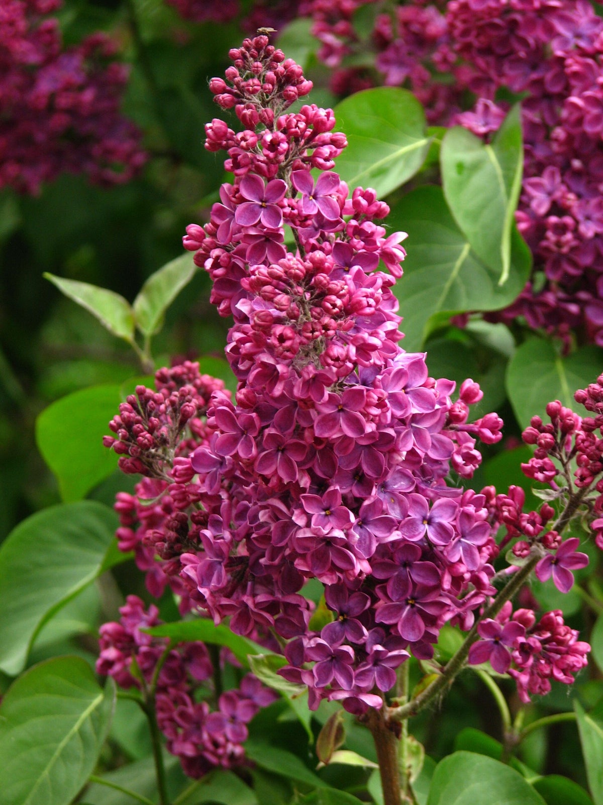 Sering (Syringa) Vulgaris 'Andenken an Ludwig Späth' / Sering (Syringa ...