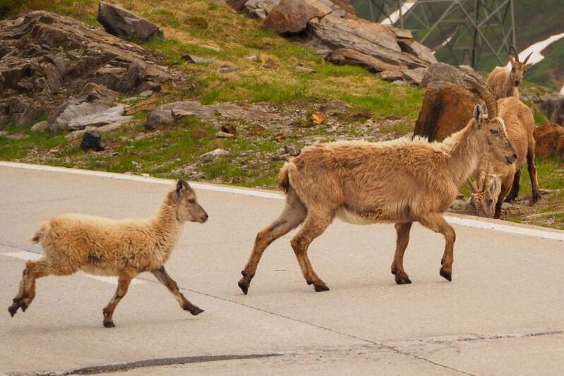 Ibex mother and her young crossing the Nufenenpass