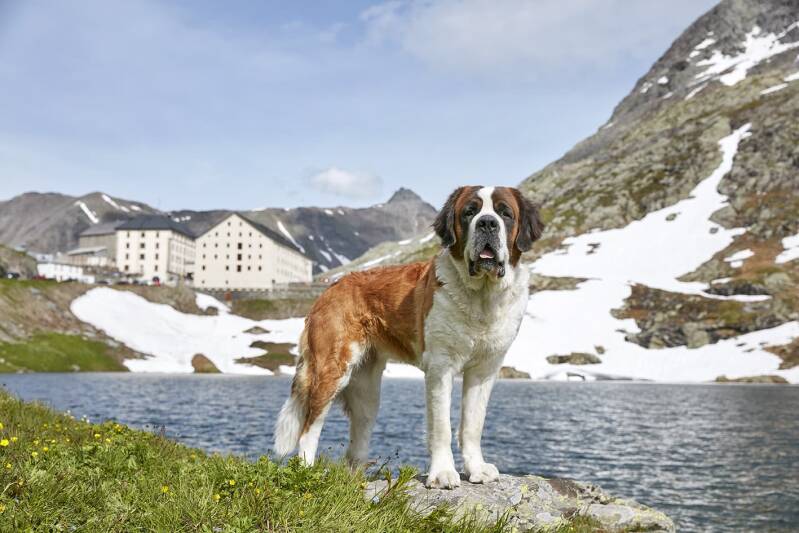 St. Bernard top at the Hospice du Grand-Saint-Bernard