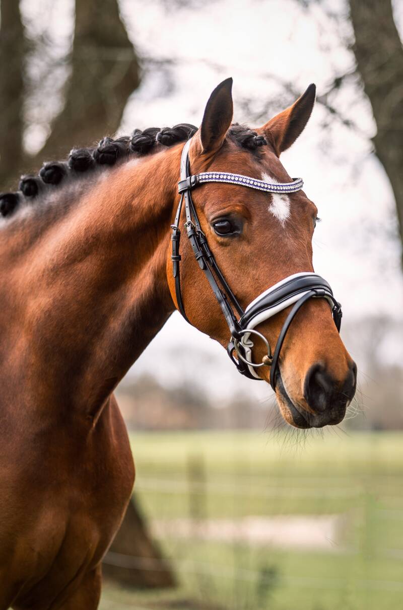 Outlet Hoofdstel Illusion